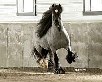 blue-roan-gypsy-vanner-stallion