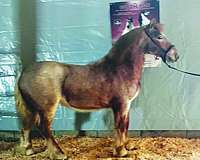 bay-roan-photos-attached-horse