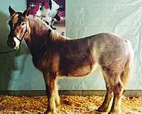 bay-roan-breeding-trail-riding-horse