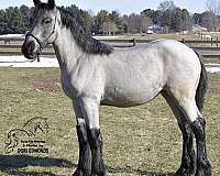 blue-roan-breeding-western-pleasure-horse