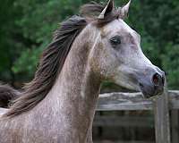 character-arabian-horse