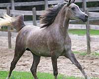 international-arabian-horse