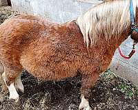 pinto-pony