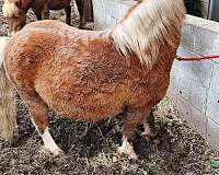 riding-miniature-pony
