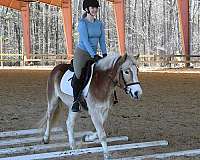 trail-riding-haflinger-pony