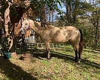 dappled-quarter-horse