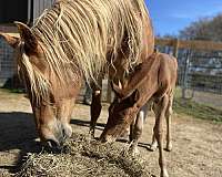breeding-program-rocky-mountain-horse
