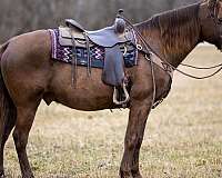auction-rocky-mountain-pony