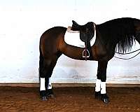 bay-roan-sock-horse