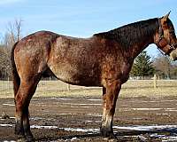 gypsy-vanner-pony