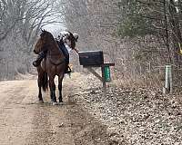 trails-gypsy-vanner-pony