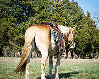 appaloosa-quarter-pony