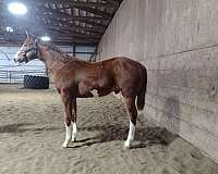 sorrel-overo-blaze-4-white-legs-horse