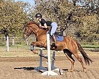 draft-horse-for-sale