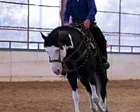 palomino-4-stockings-horse
