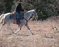 roping-appaloosa-horse