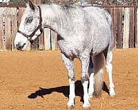 rare-color-appaloosa-horse