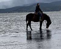 beach-half-arabian-horse