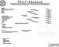 breeding-farm-half-arabian-horse