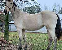 downunder-horsemanship-mare