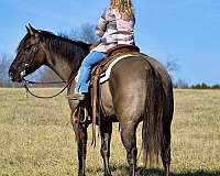 lessons-horse-quarter-pony
