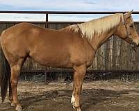 ranch-trail-quarter-horse