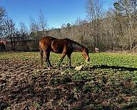 endurance-thoroughbred-horse