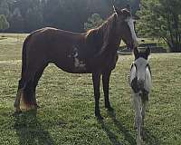 saddlebred-horse-for-sale