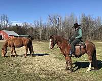 saddlebred-horse