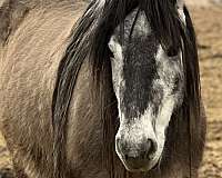 highland-pony-mare