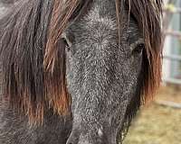 breeding-highland-pony-pony