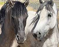 highland-pony-pony-mare-foal