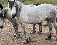 breeding-mare-foal
