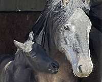 breeding-pony
