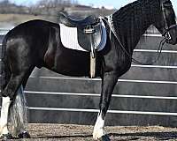 gaited-friesian-horse