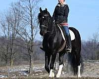 black-4-white-socksstar-horse
