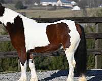 most-handsome-pony