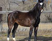 hanoverian-holsteiner-horse