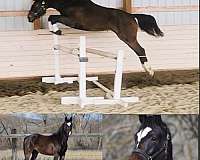 3-day-eventing-filly
