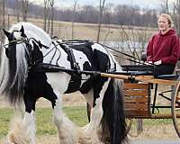 gyspy-gyspyvanner-stallion-laidback-calm-safe-kidbroke-tricks-gypsy-vanner-horse