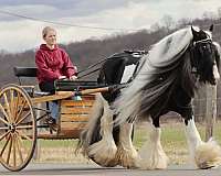 gyspy-gyspyvanner-stallion-laidback-calm-safe-kidbroke-tricks-horse