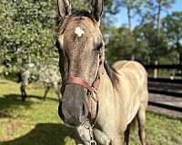 quarter-horse-colt