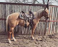 ranch-prospect-gypsy-vanner-horse