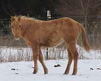 dun-brand-on-left-hip-horse