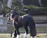 ranch-versatility-gypsy-vanner-horse