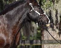 ranch-work-gypsy-vanner-horse