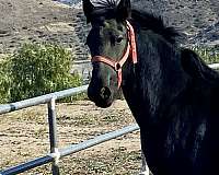 black-white-friesian-colt-stallion