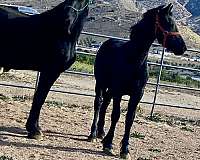 black-beginner-horse