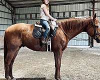 wife-safe-thoroughbred-horse