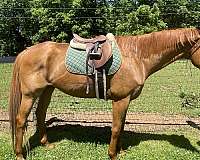 english-thoroughbred-horse